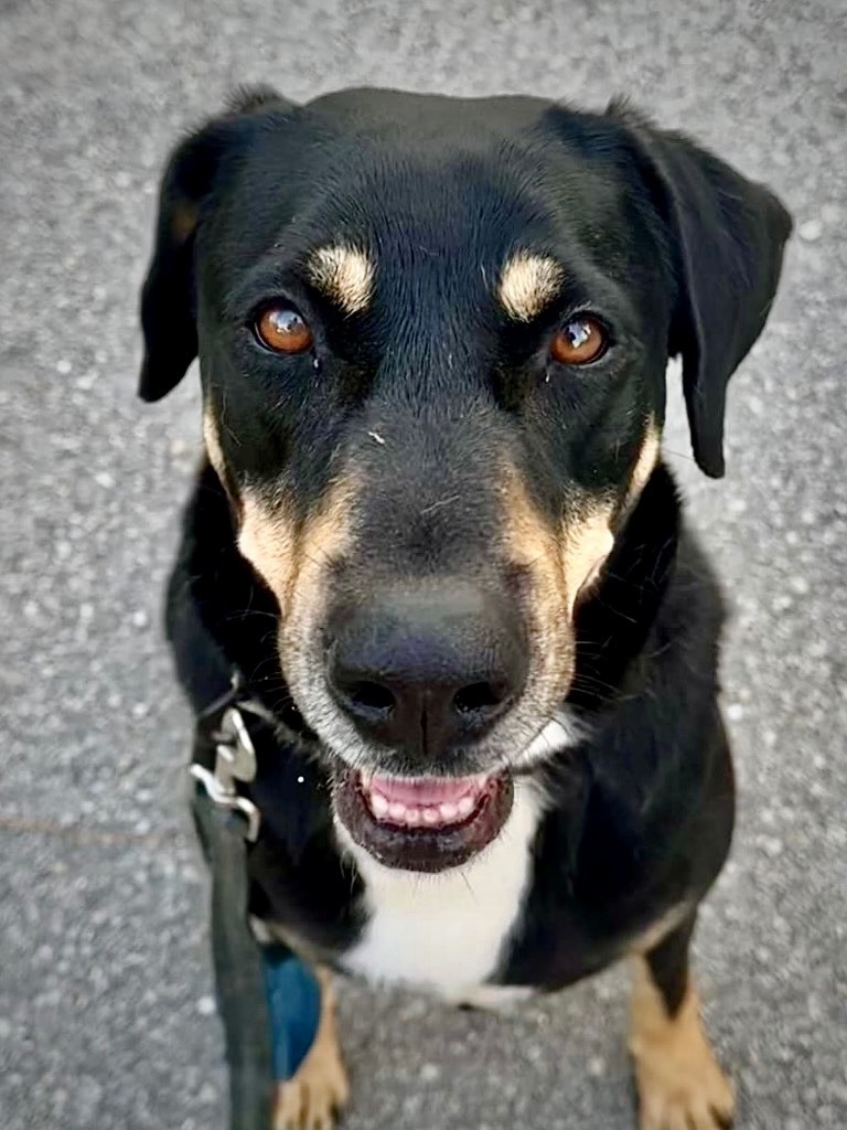 Elsa - FULLY SPONSORED!, an adoptable Black and Tan Coonhound, Doberman Pinscher in Fort Myers, FL, 33912 | Photo Image 1