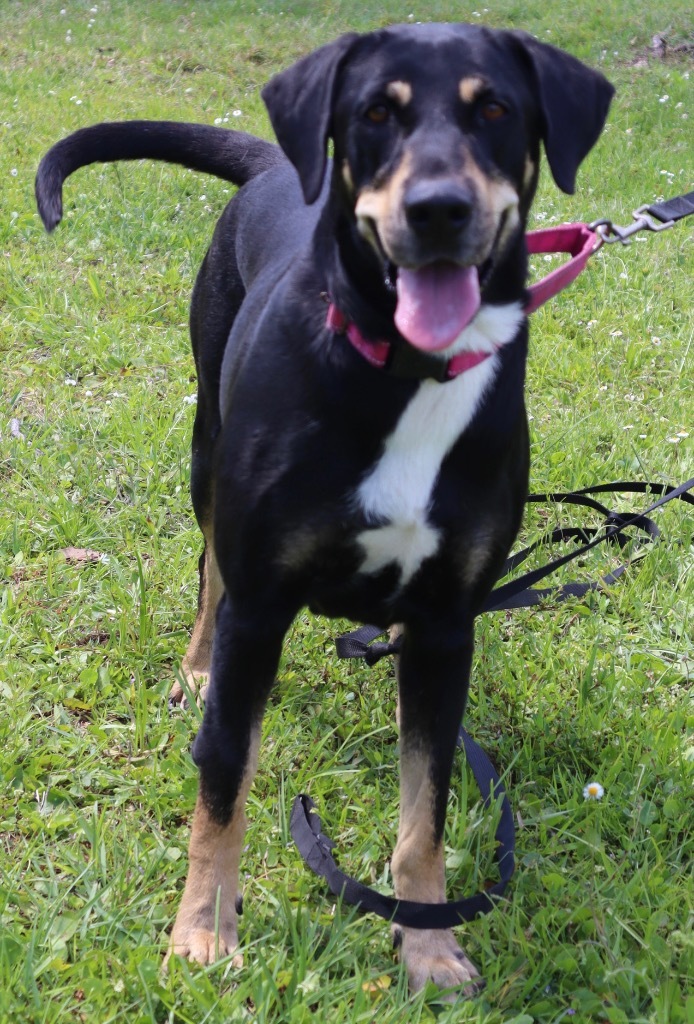 Elsa - FULLY SPONSORED!, an adoptable Black and Tan Coonhound, Doberman Pinscher in Fort Myers, FL, 33912 | Photo Image 2