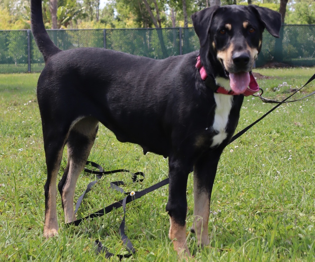 Elsa - FULLY SPONSORED!, an adoptable Black and Tan Coonhound, Doberman Pinscher in Fort Myers, FL, 33912 | Photo Image 3