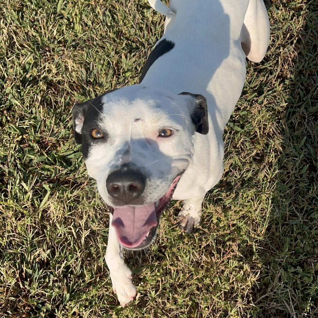 Joey, an adoptable Pit Bull Terrier in Clarksdale, MS, 38614 | Photo Image 1