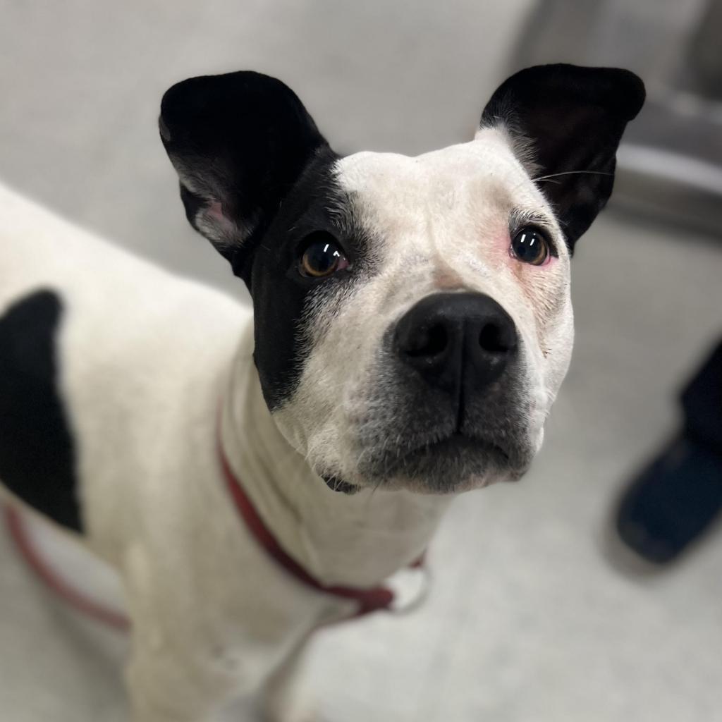 Joey, an adoptable Pit Bull Terrier in Clarksdale, MS, 38614 | Photo Image 2