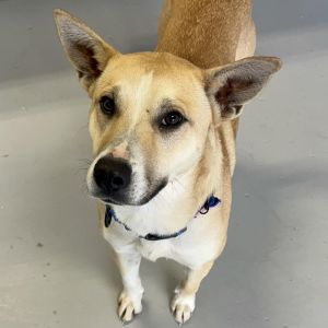 Darla, Adult Female Carolina Dog