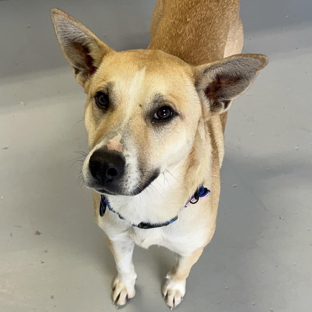 Darla, an adoptable Carolina Dog in Clarksdale, MS, 38614 | Photo Image 1