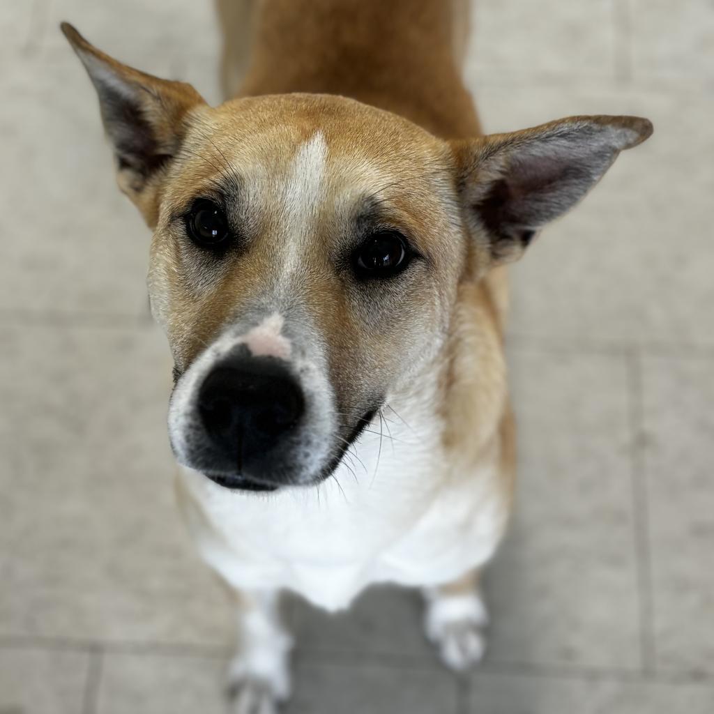 Darla, an adoptable Carolina Dog in Clarksdale, MS, 38614 | Photo Image 2