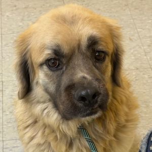 Benjamin, Adult Male Shepherd