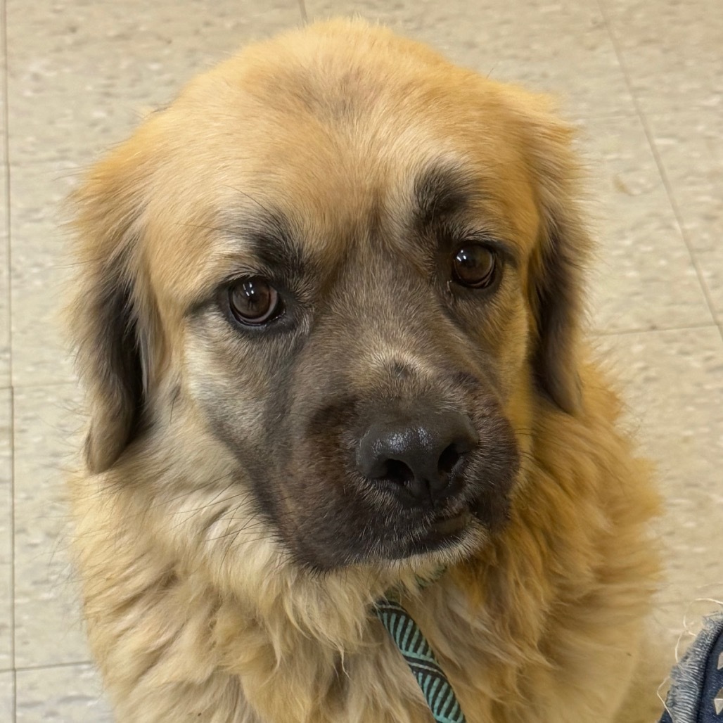 Benjamin, an adoptable Shepherd in Clarksdale, MS, 38614 | Photo Image 1