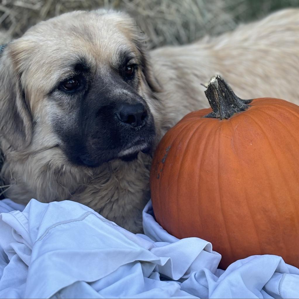 Benjamin, an adoptable Shepherd in Clarksdale, MS, 38614 | Photo Image 2