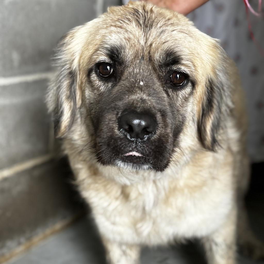 Benjamin, an adoptable Shepherd in Clarksdale, MS, 38614 | Photo Image 3