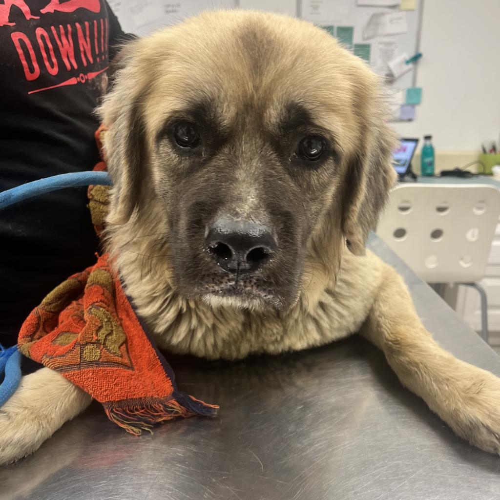 Benjamin, an adoptable Shepherd in Clarksdale, MS, 38614 | Photo Image 4