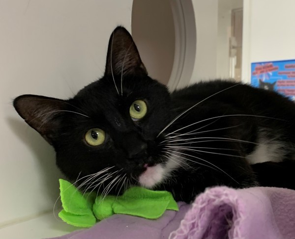 Namur (Tiger In Arabic), an adoptable Domestic Short Hair in Great Falls, MT, 59405 | Photo Image 1