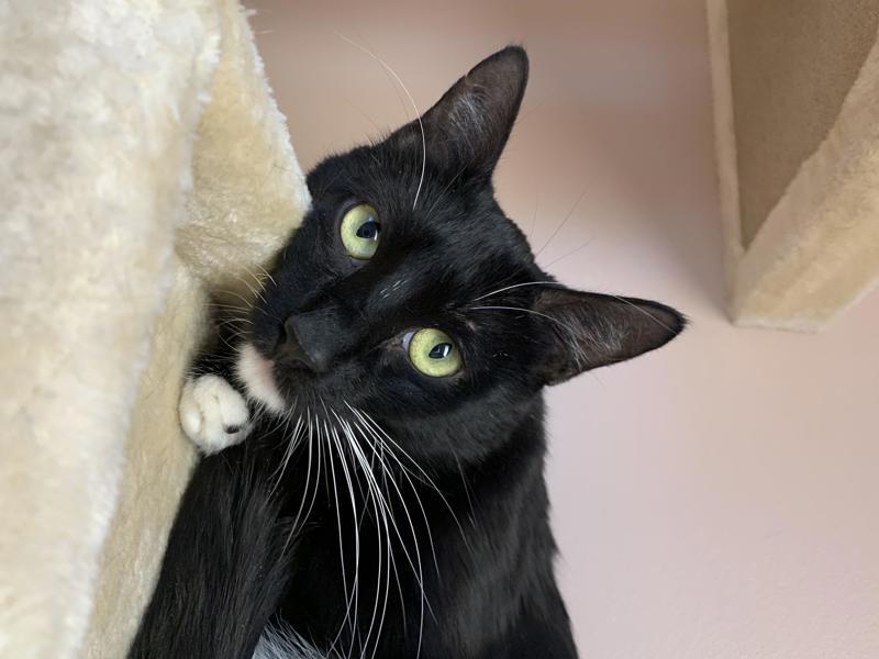 Namur (Tiger In Arabic), an adoptable Domestic Short Hair in Great Falls, MT, 59405 | Photo Image 2