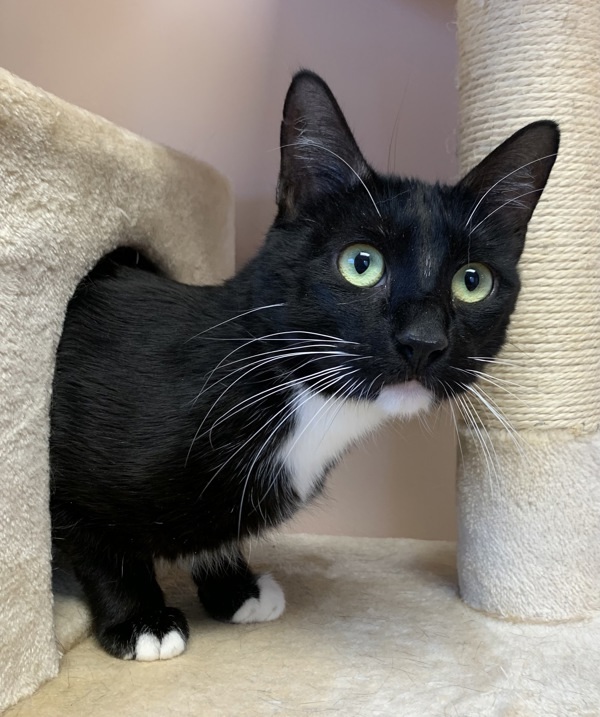 Namur (Tiger In Arabic), an adoptable Domestic Short Hair in Great Falls, MT, 59405 | Photo Image 3