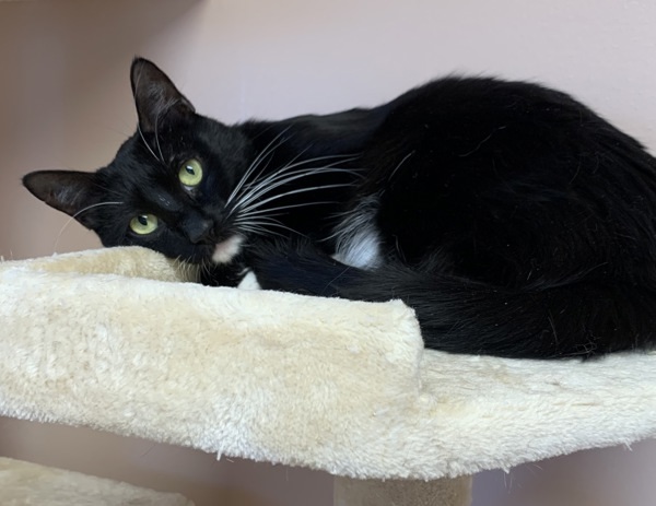 Namur (Tiger In Arabic), an adoptable Domestic Short Hair in Great Falls, MT, 59405 | Photo Image 4