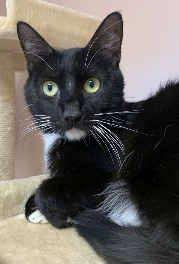 Namur (Tiger In Arabic), an adoptable Domestic Short Hair in Great Falls, MT, 59405 | Photo Image 5