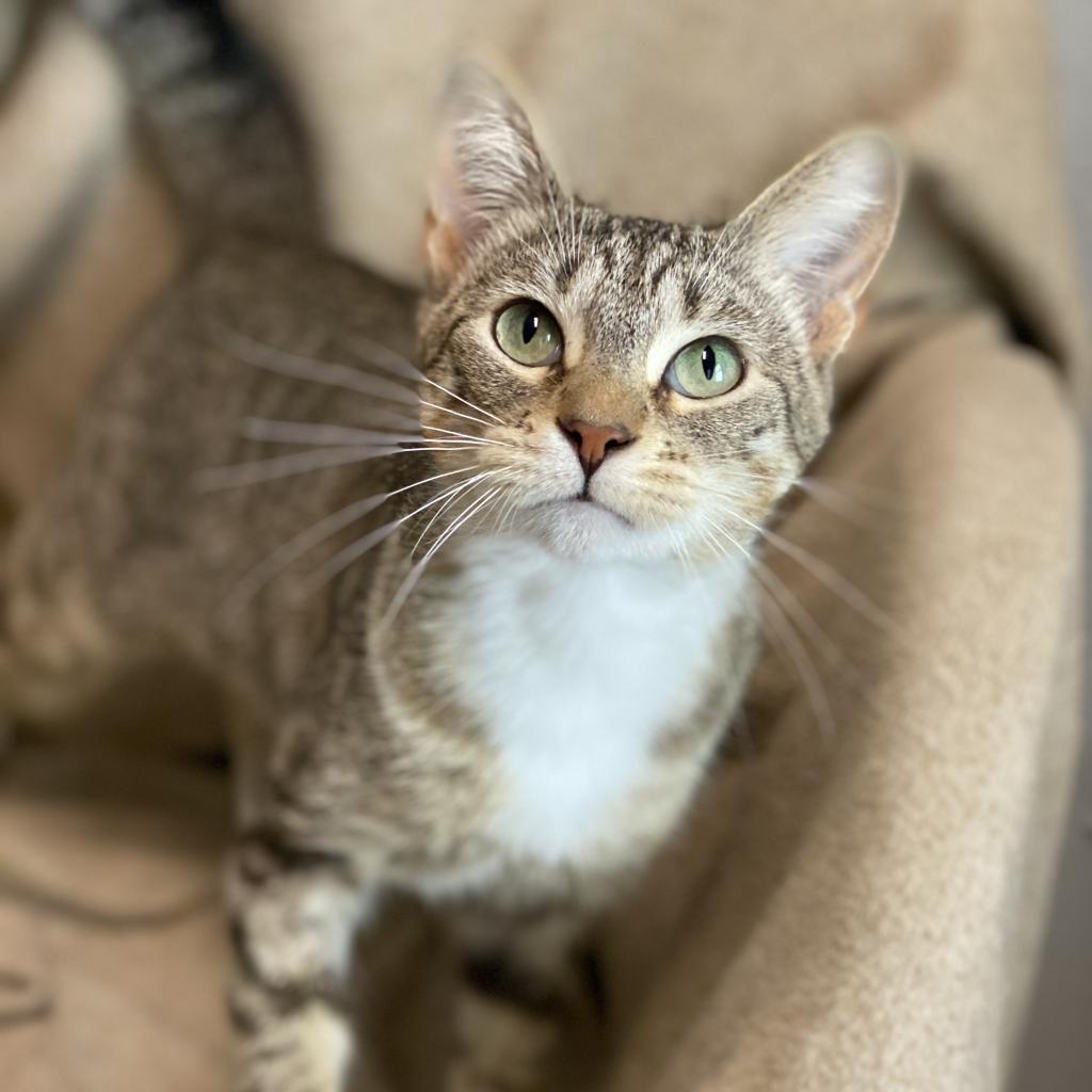 Biscuits, an adoptable Domestic Short Hair in Decorah, IA, 52101 | Photo Image 1
