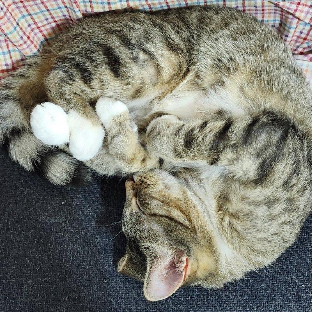 Biscuits
