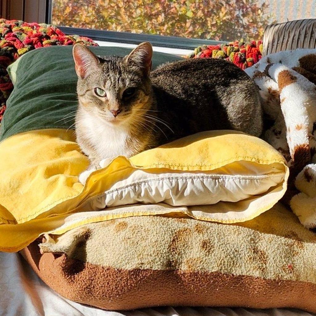 Biscuits, an adoptable Domestic Short Hair in Decorah, IA, 52101 | Photo Image 3