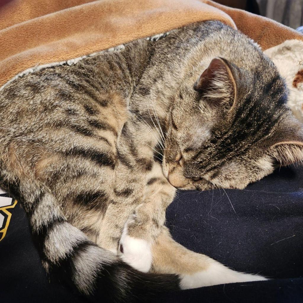 Biscuits, an adoptable Domestic Short Hair in Decorah, IA, 52101 | Photo Image 4