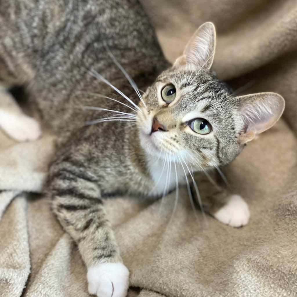 Biscuits, an adoptable Domestic Short Hair in Decorah, IA, 52101 | Photo Image 5