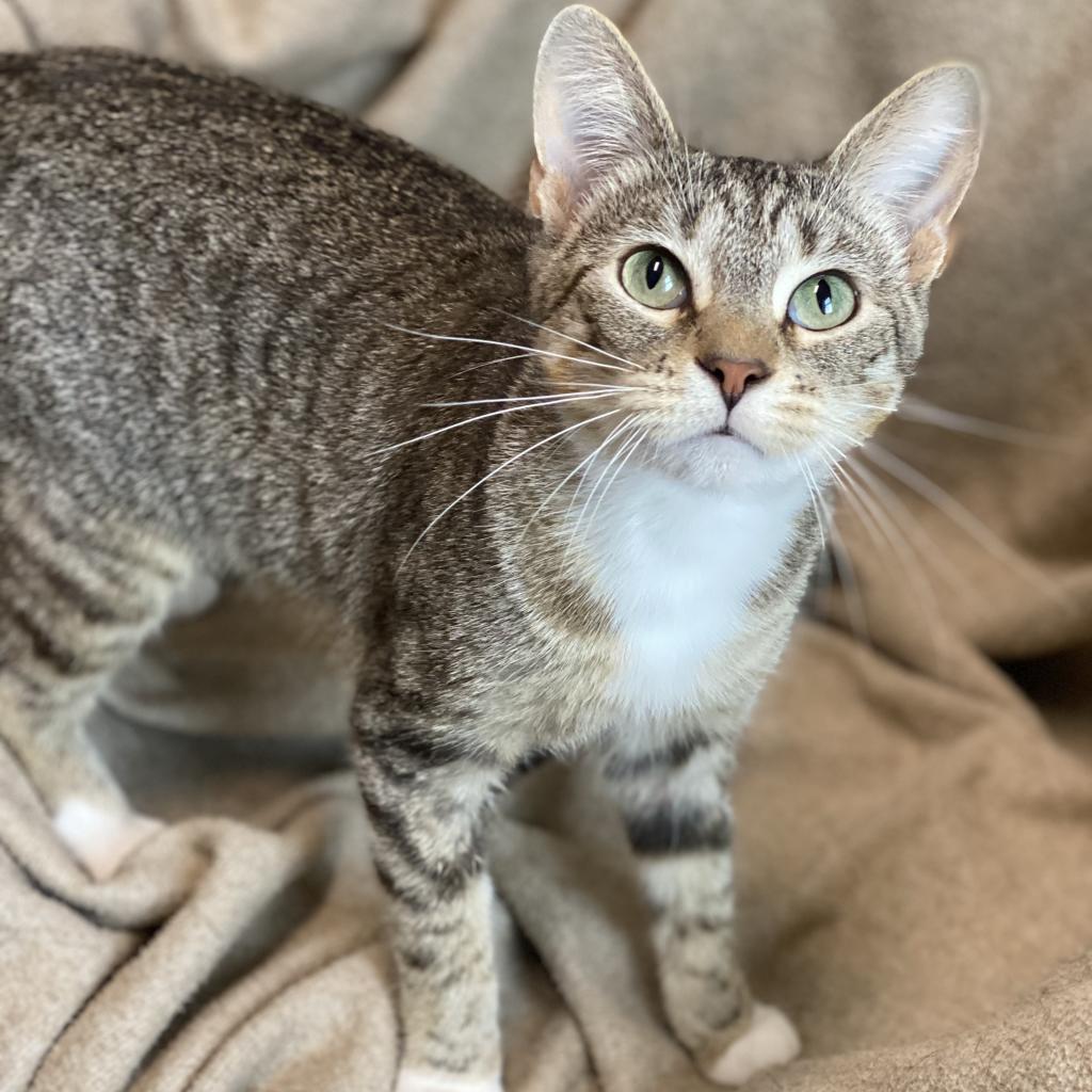 Biscuits, an adoptable Domestic Short Hair in Decorah, IA, 52101 | Photo Image 6