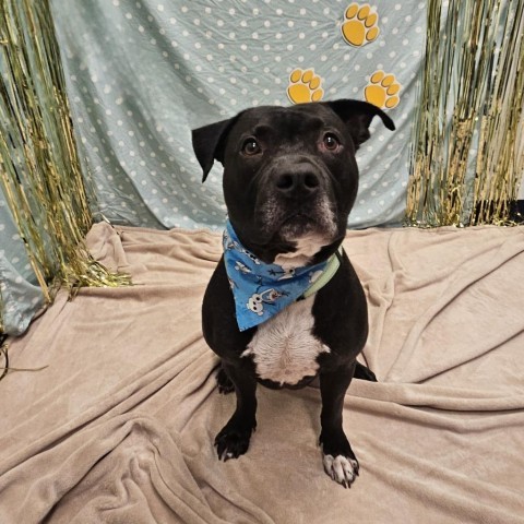 Titan, an adoptable Pit Bull Terrier in Show Low, AZ, 85901 | Photo Image 1