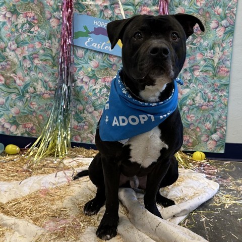 Titan, an adoptable Pit Bull Terrier in Show Low, AZ, 85901 | Photo Image 2