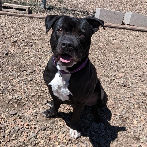 Titan, an adoptable Pit Bull Terrier in Show Low, AZ, 85901 | Photo Image 3