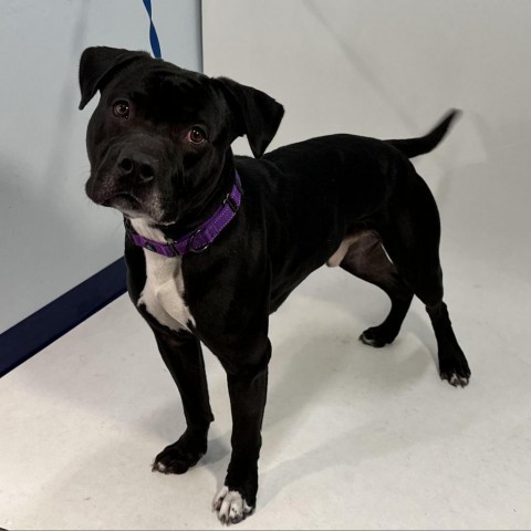 Titan, an adoptable Pit Bull Terrier in Show Low, AZ, 85901 | Photo Image 5