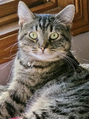 Lucky, Adult Female Domestic Short Hair