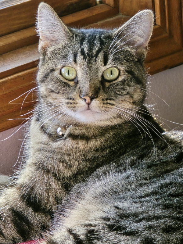 Lucky, an adoptable Domestic Short Hair in Cedar Rapids, IA, 52405 | Photo Image 1
