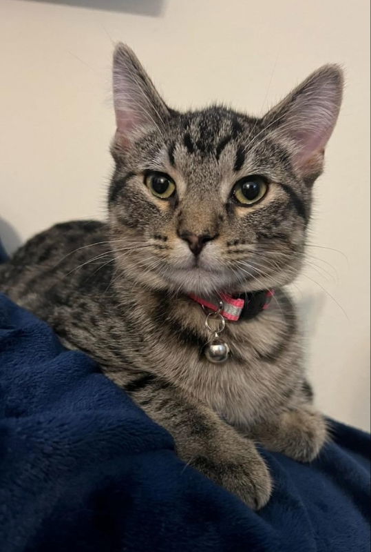 Lucky, an adoptable Domestic Short Hair in Cedar Rapids, IA, 52405 | Photo Image 2