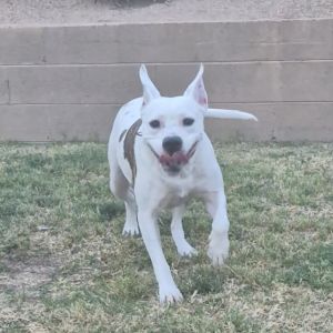 Minnie, Adult Female Pit Bull Terrier
