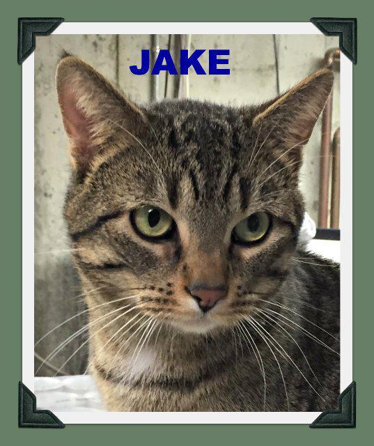 Jake 1