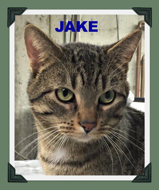 Jake