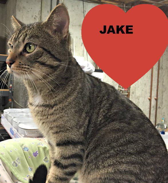 Jake