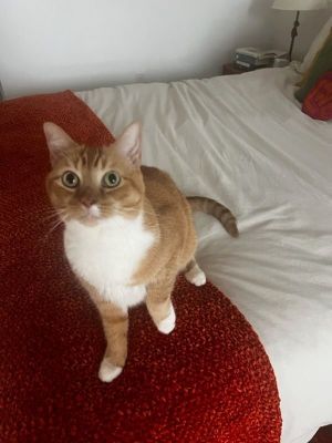 Z COURTESY LISTING: Ginger Kitten Tabby Cat