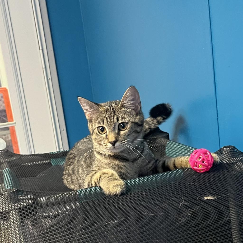 Chex, an adoptable Domestic Short Hair in Hinesville, GA, 31313 | Photo Image 1
