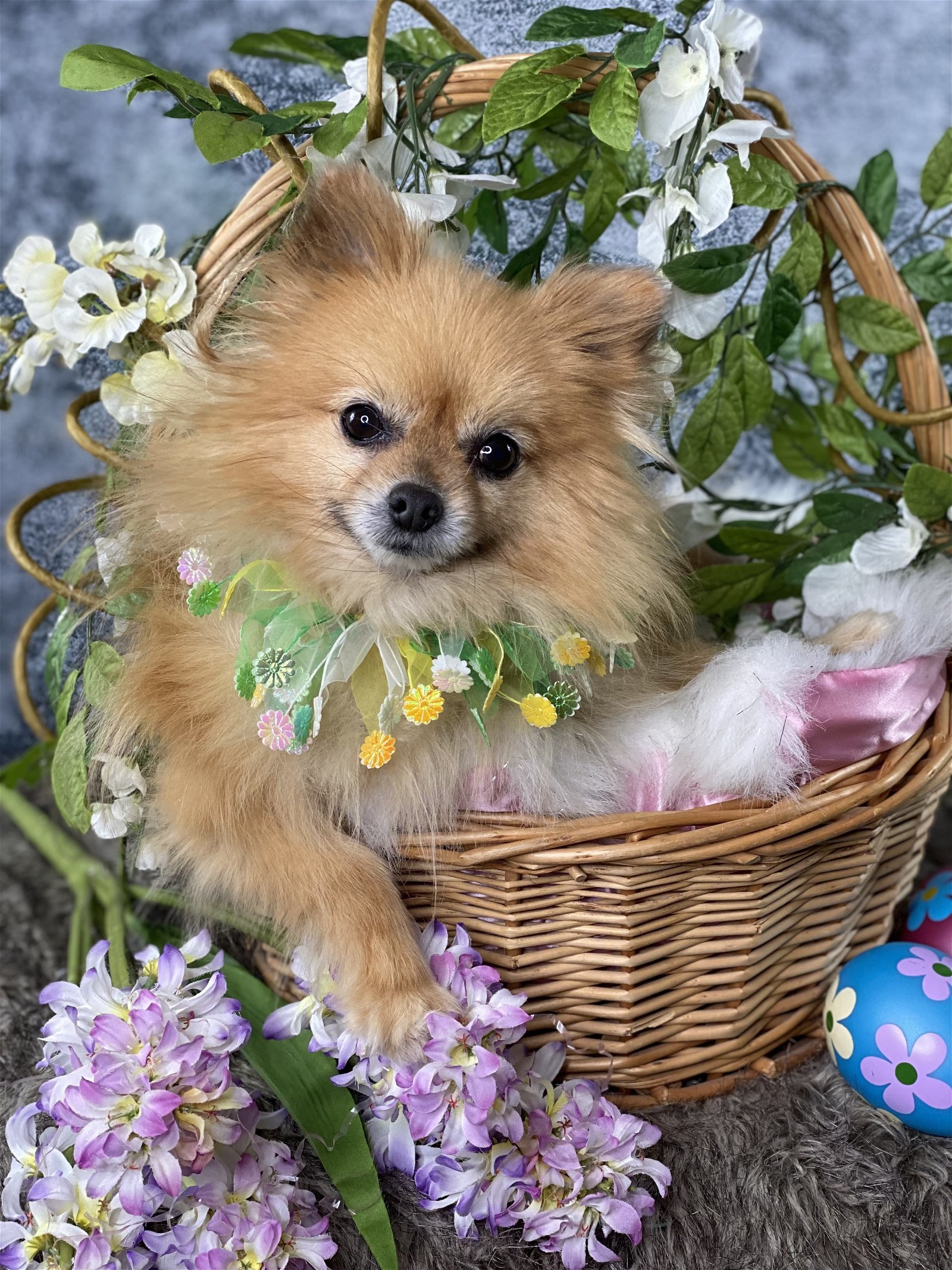 Chico, an adoptable Pomeranian in Garland, TX, 75040 | Photo Image 1