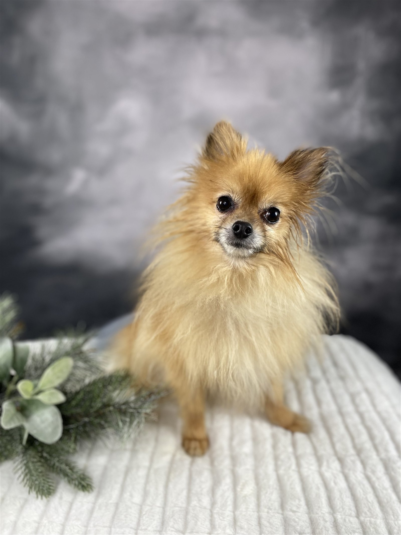 Chico, an adoptable Pomeranian in Garland, TX, 75040 | Photo Image 2