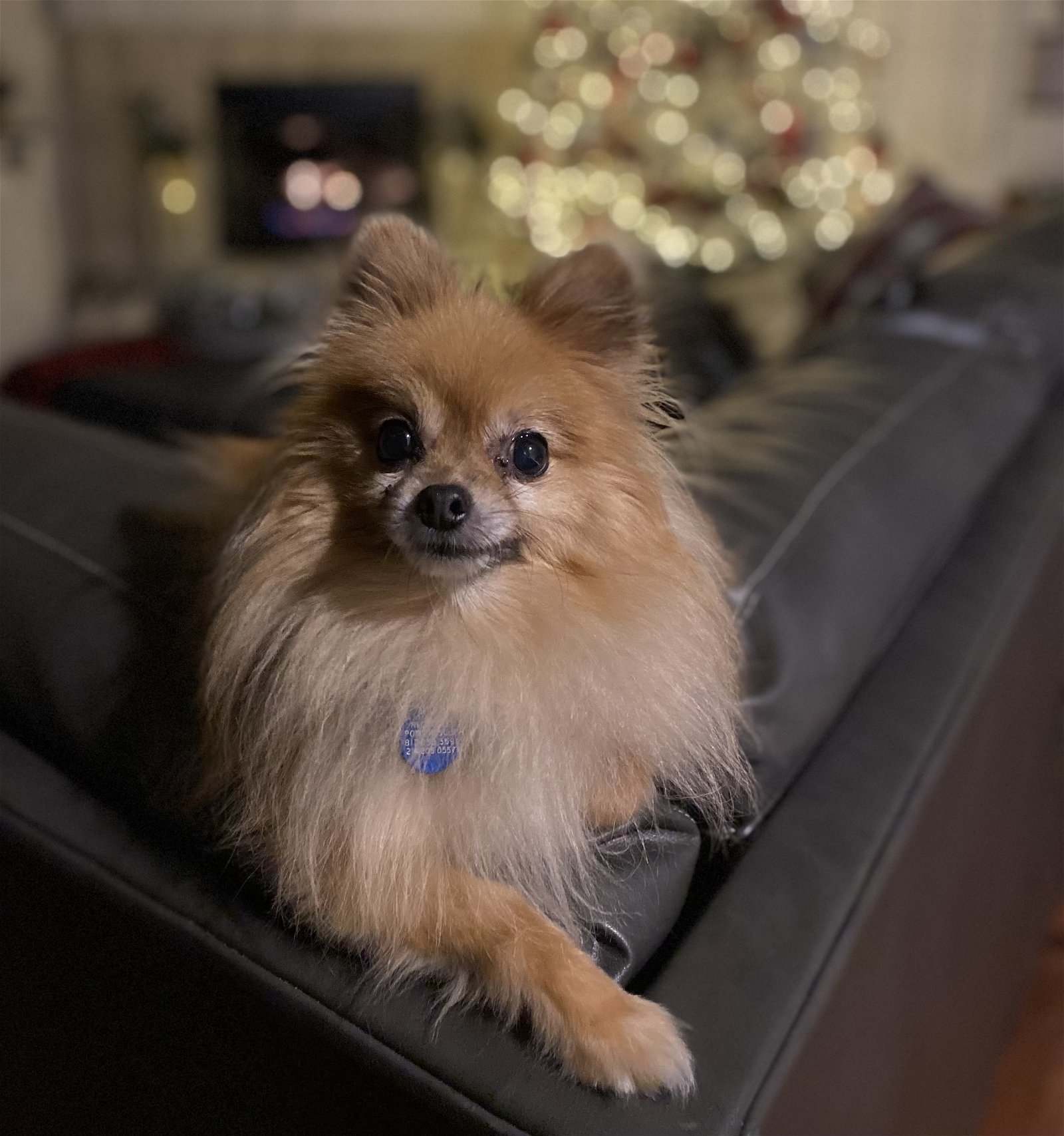 Chico, an adoptable Pomeranian in Garland, TX, 75040 | Photo Image 3