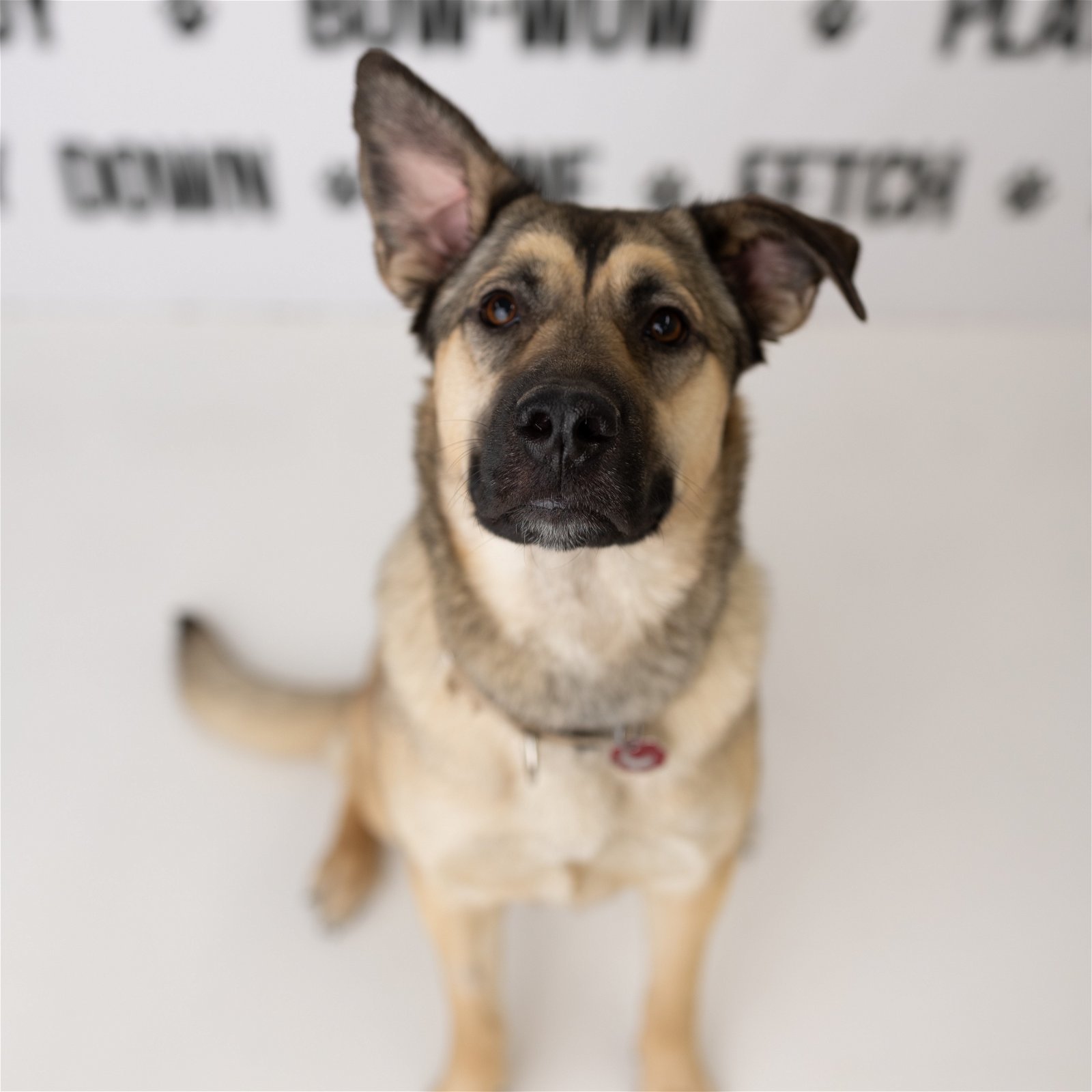 Melina, an adoptable German Shepherd Dog in Fargo, ND, 58103 | Photo Image 1