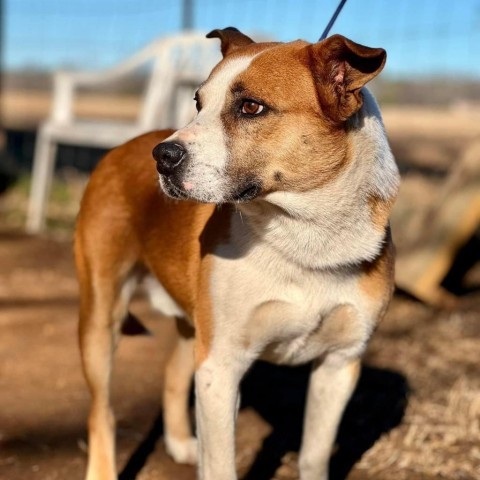 Frito, an adoptable Cattle Dog in Wadena, MN, 56482 | Photo Image 5