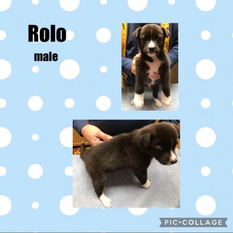 Rolo, an adoptable Border Collie in Wadena, MN, 56482 | Photo Image 2