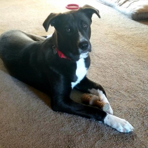 Rolo, an adoptable Border Collie in Wadena, MN, 56482 | Photo Image 2