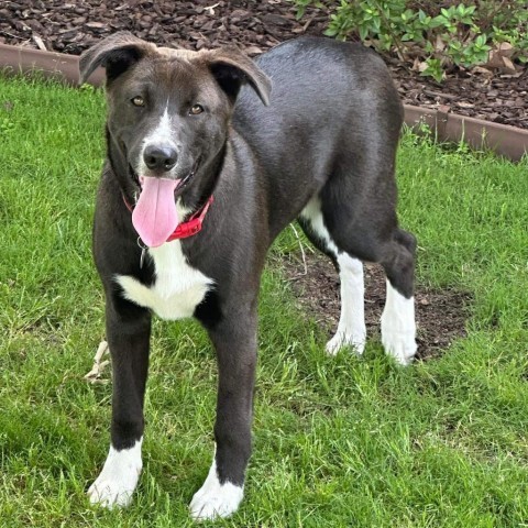 Rolo, an adoptable Border Collie in Wadena, MN, 56482 | Photo Image 4