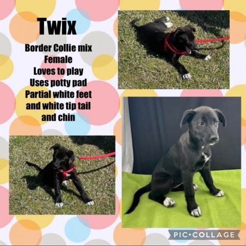Twix, an adoptable Border Collie in Wadena, MN, 56482 | Photo Image 1