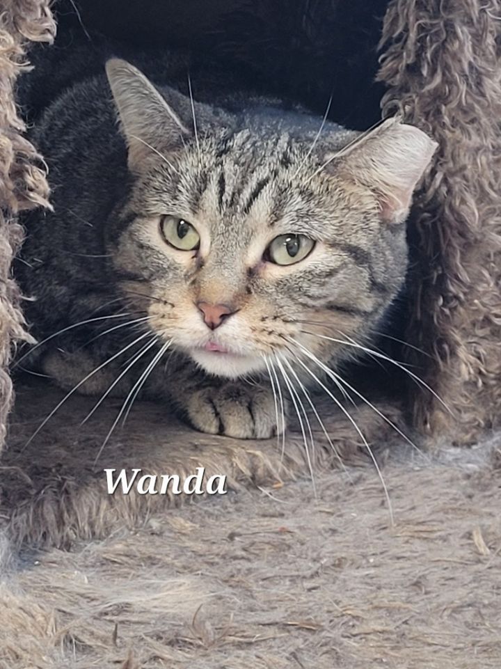 Wanda 1