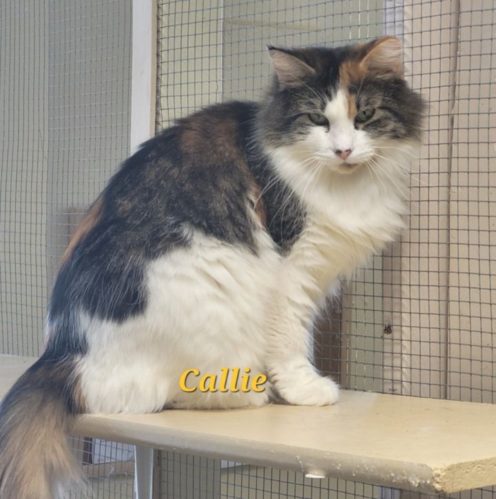 Callie 1