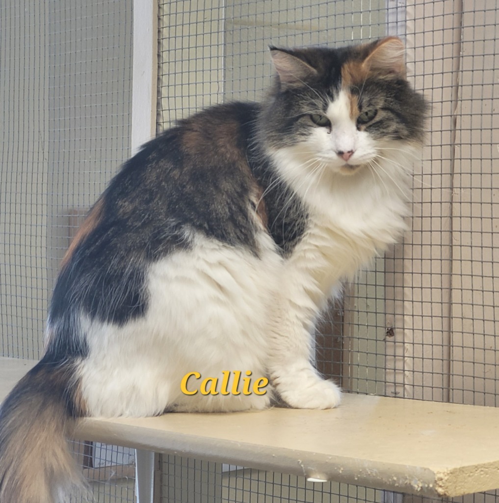 Callie, an adoptable Domestic Short Hair in Cedar Rapids, IA, 52404 | Photo Image 1