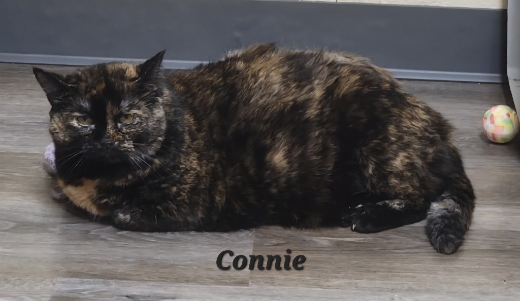 Connie, an adoptable Domestic Short Hair in Cedar Rapids, IA, 52404 | Photo Image 1